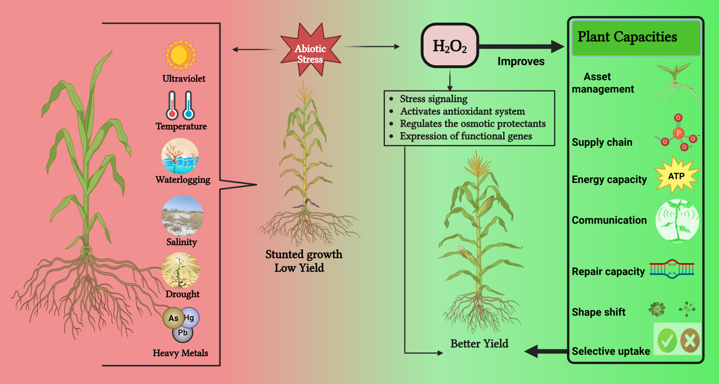New Review Reveals How Hydrogen Peroxide Enhances Plant Capacities Under Abiotic Stresses