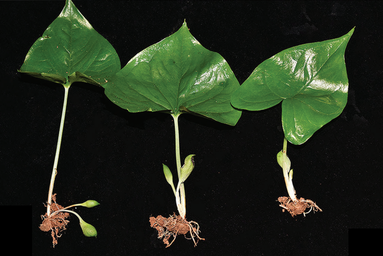 Researchers Discover New <em>Carlephyton</em> Species in Northern Madagascar