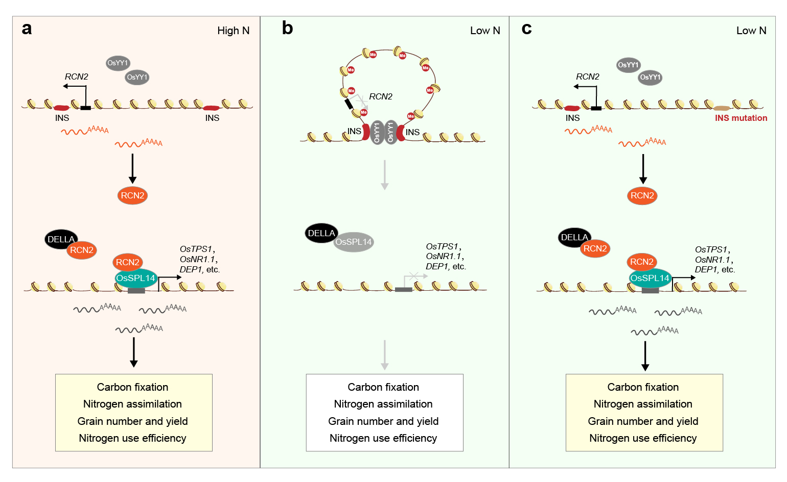 3D DNA Looping Discovery in Rice Paves the Way for Higher Yields with Less Fertilizer