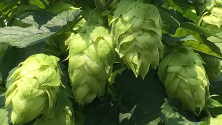 Scientists Uncover How Hops Produce Chiral α-Bitter Acids That Give Beer Its Signature Taste