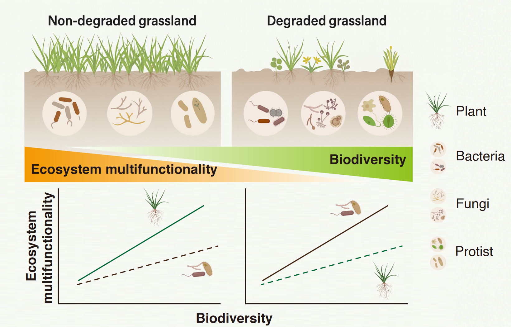 Grassland Degradation Reshapes Relationship Between Biodiversity and Ecosystem Multifunctionality