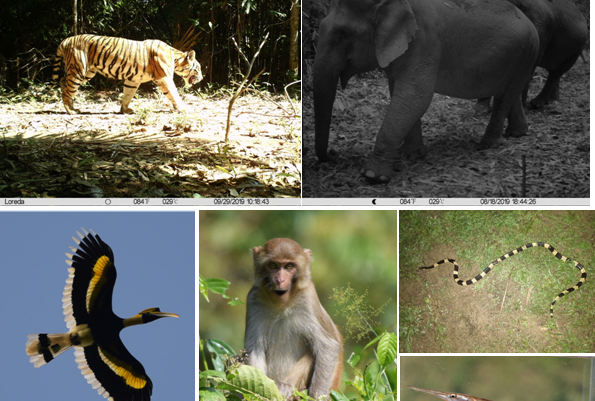 New Framework Predicts Diversity Hotspots of Tropical Mammals in Southeast Asia