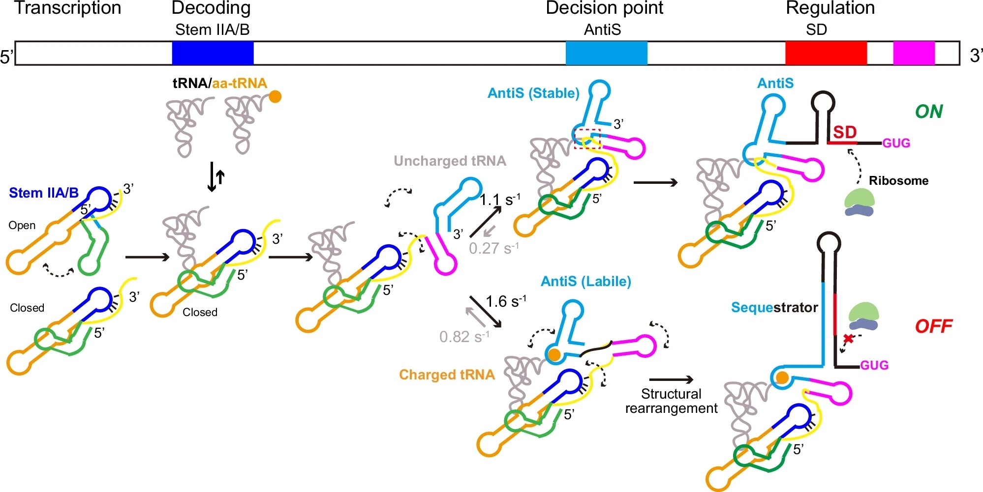 Stepwise tRNA Recognition Drives T-Box Riboswitch Regulation