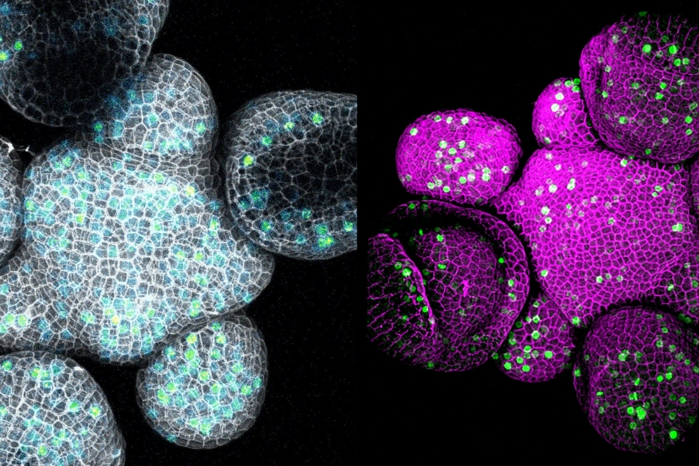 Scientists Discover How Cell Walls Guide Stem Cells