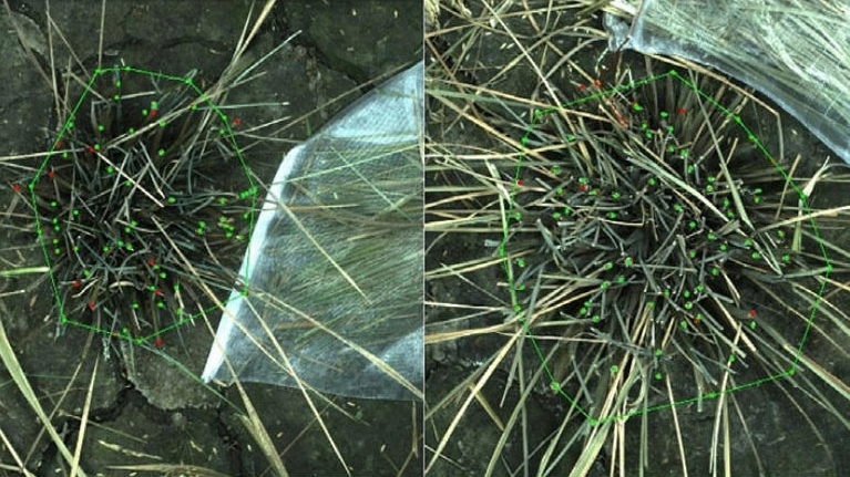 Researchers Create TillerPET AI Model for High-throughput Phenotyping of Rice Tiller Traits