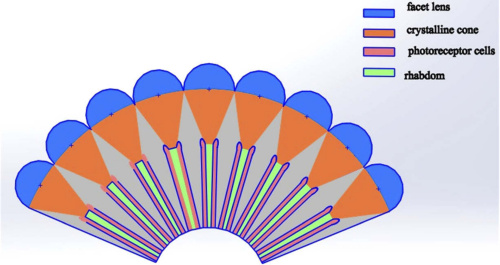 New Multispectral Curved Compound Eye Camera with Ultra Large Field View is Achieved
