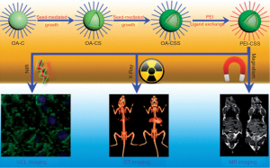 Researchers Summarize Application of Rare Earth-doped Nanoparticles in Biological Imaging and Tumor Treatment