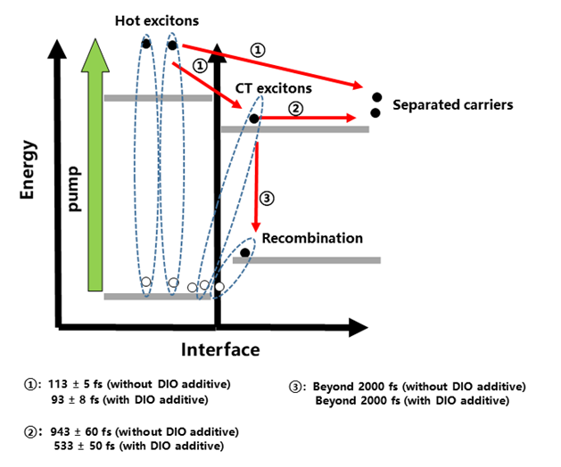 A schematic of ultrafast interfacial excitons dynamics