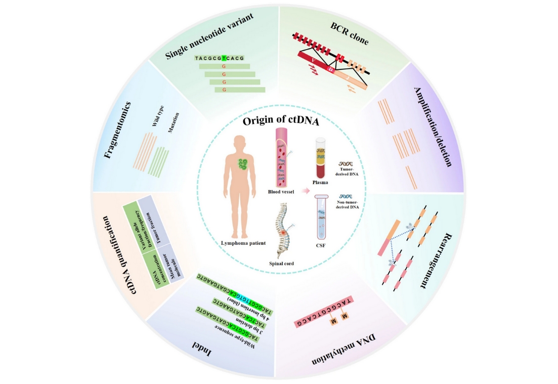 Researchers Advance ctDNA Technologies and Applications in Lymphoma Diagnosis and Treatment