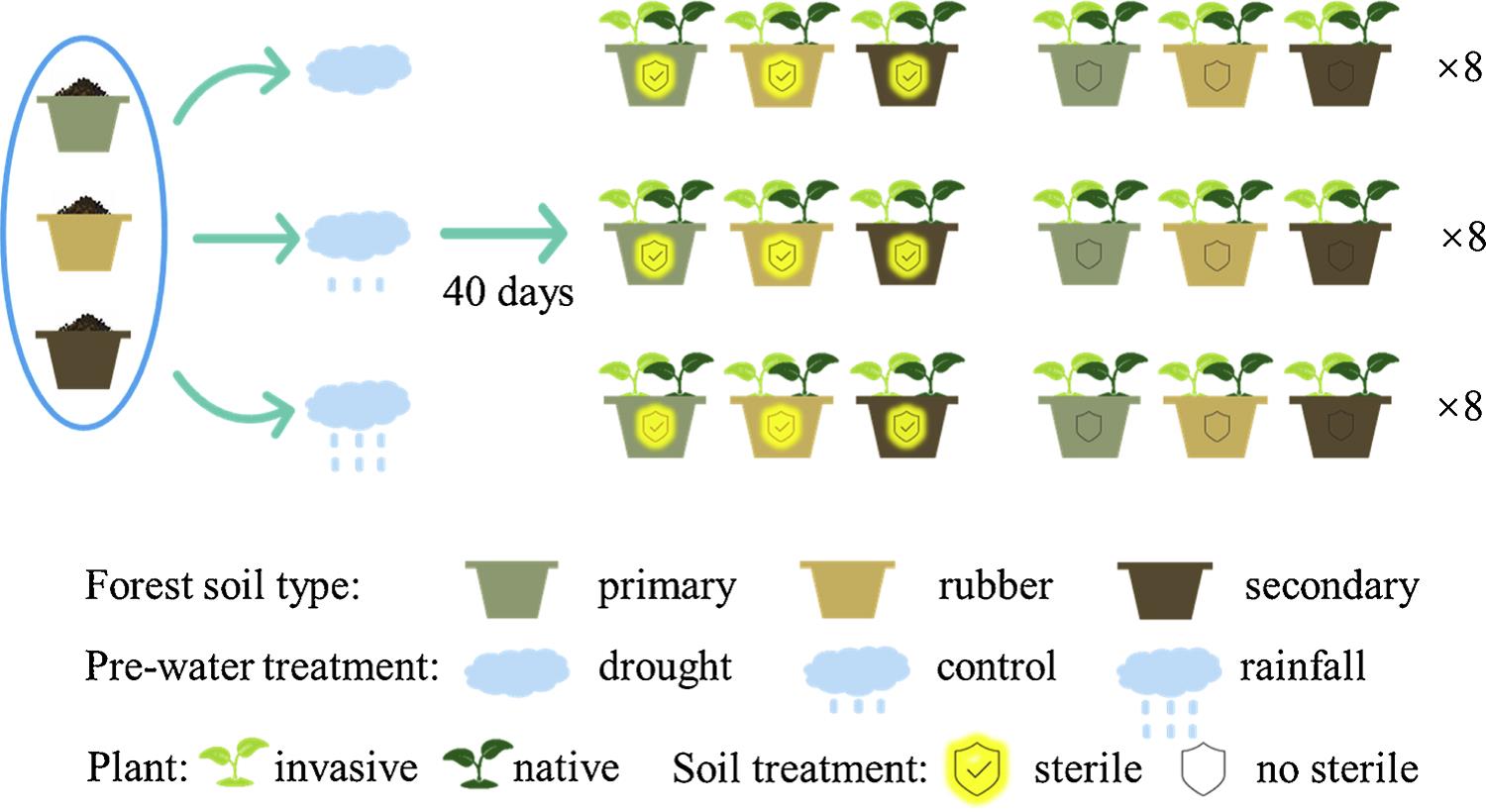 The common garden experiment in Xishuangbanna.jpg