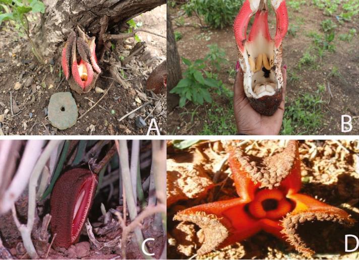 Hydnora abyssinica plant