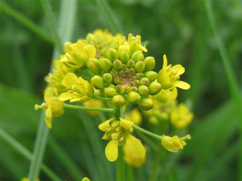 Yellowcress herb.jpg