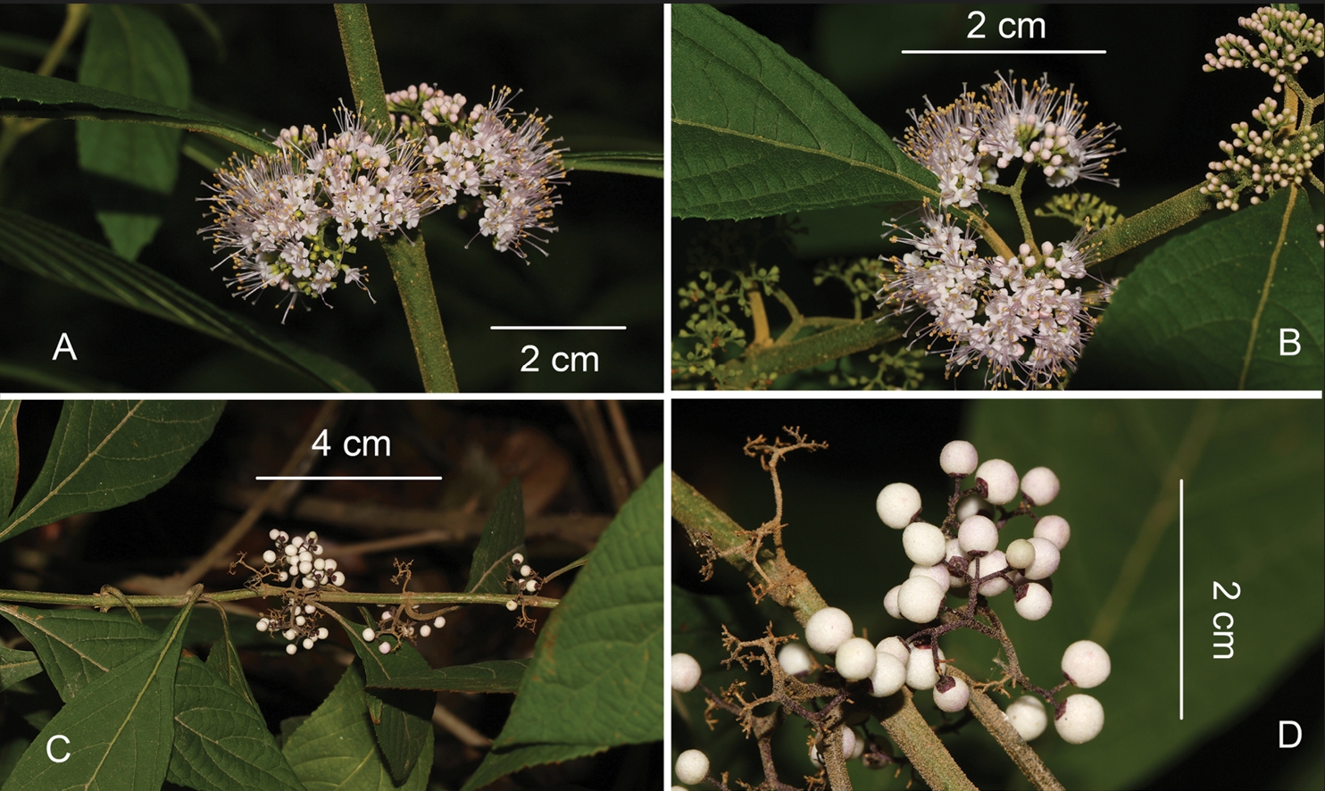 Morphological characteristics of Callicarpa yongshunensis