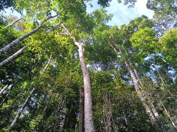 Forest at elevation of 800 meters..jpg