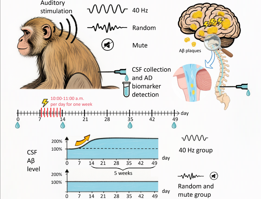 40-Hz Auditory Stimulation Shows Long-Term Efficacy in Aged Monkeys, Offering Potential for Non-Invasive Alzheimer's Therapy