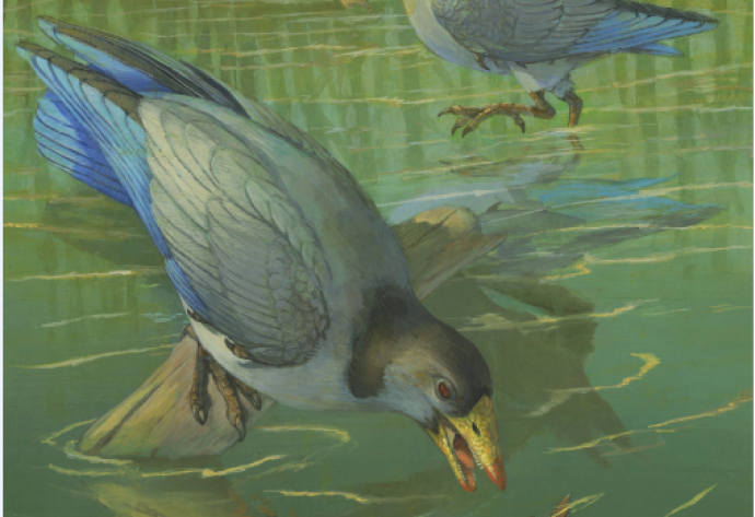 New Finding on Origin of Avian Predentary in Mesozoic Birds