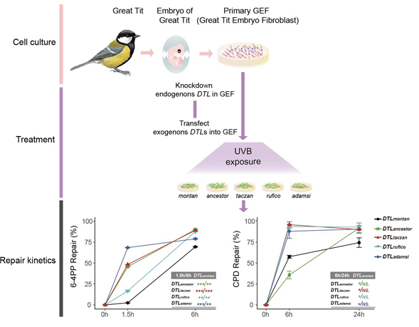 Scientists Unravel Similar but Not Identical Evolutionary Trajectories of Birds in Adaptation to High-elevation Environment