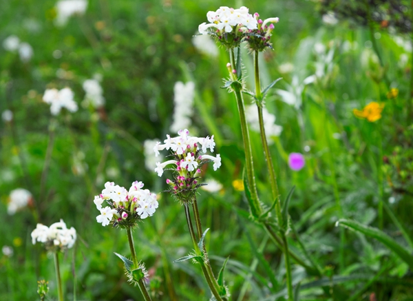 Some Alpine Plants Have North–south Genetic Structure Along Elevational Gap Between 30°N and 31°N