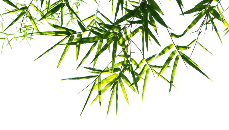 Botanical Gardens Growing Role in Conservation