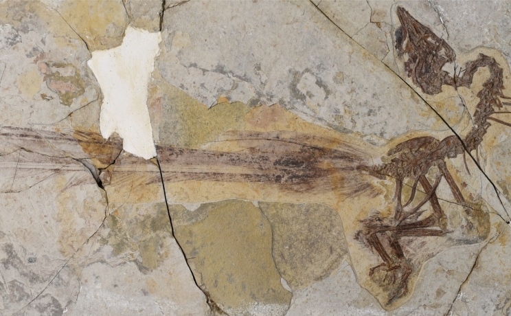 First Enantiornithine with Pintail Elucidates Role of Sexual Selection in Early Bird Plumage