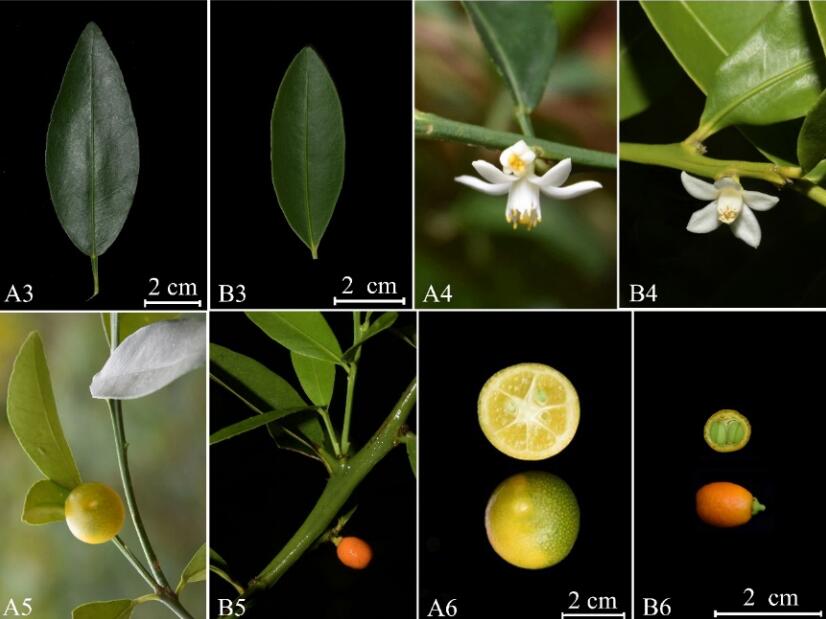 Complete Chloroplast Genome Sequence of <EM>Fortunella venosa</EM> Provides Robust Support for Its Status as Independent Species
