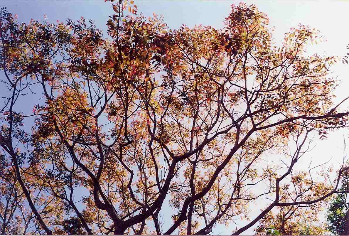 Drought Stress Advances and Shortens Growing Season for <em>Toona ciliata</em>