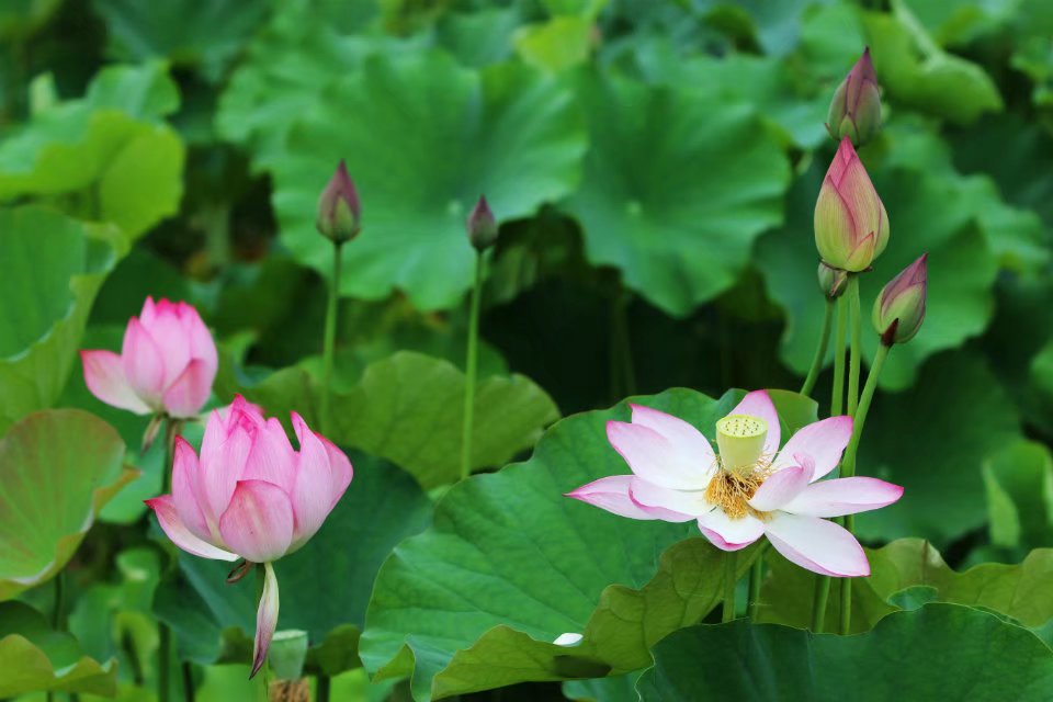 Lotus Uses Low Oxygen 'Escape' Strategy to Combat Complete Submergence