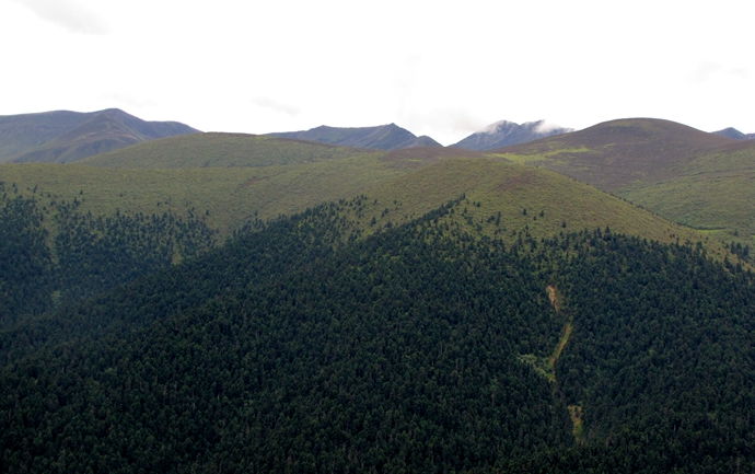 Nighttime Overweights Daytime Warming in Alpine Treeline Recruitment