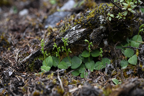 Six New Orchid Species Found in SW China