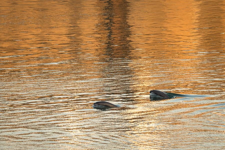 Chinese Ecological Wisdom Powers Yangtze Revival
