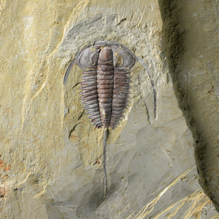 Fossils
