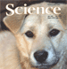 The origin of dog has attract quite a lot attention. CAS scholar Zha Yaping and his student presented new evidence in Nov. 22 issue of <I>Science</I>, which treated this as its cover story. (picture: <I>Science</I>)