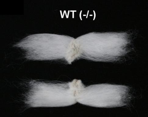 Scientists Uncover Novel Key Player and Controlling Pathway for Cotton Fiber Growth