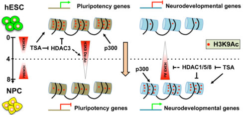 H3K9 Acetylation Plays Distinct Roles of in Pluripotent Stem Cells and Neural Progenitor Cells