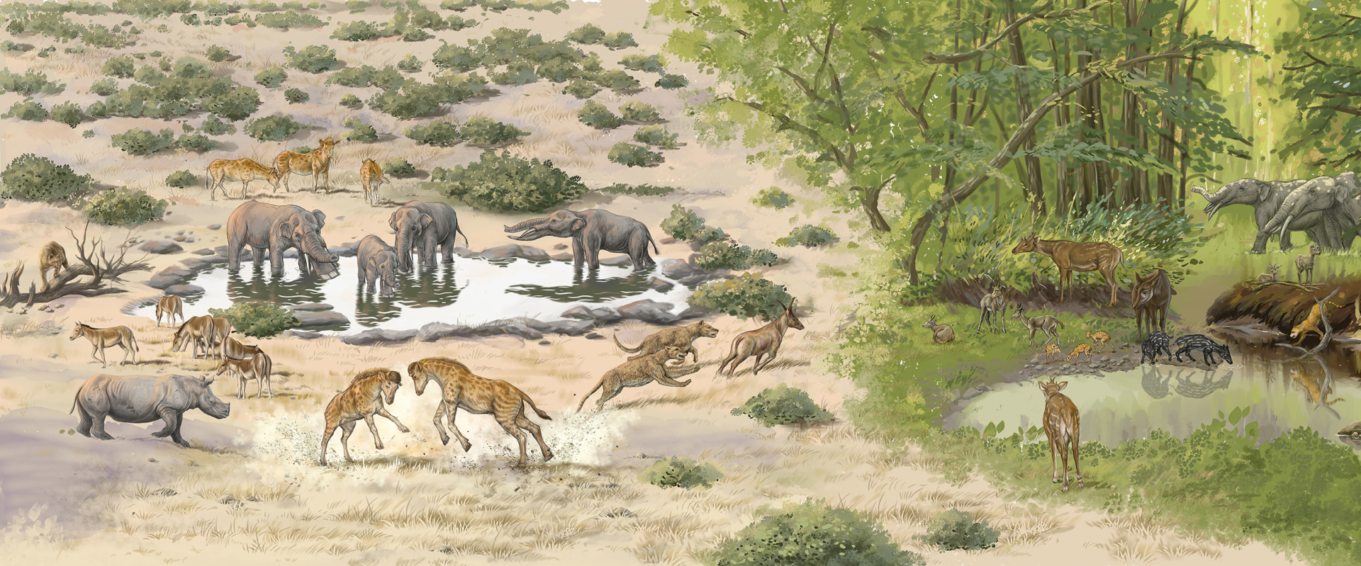 Strange Fossil Solves Evolutionary Mystery of Giraffe