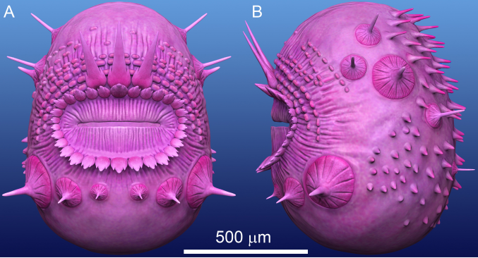 New Evidence Proves <i>Saccorhytus</i> Is Ecdysozoan
