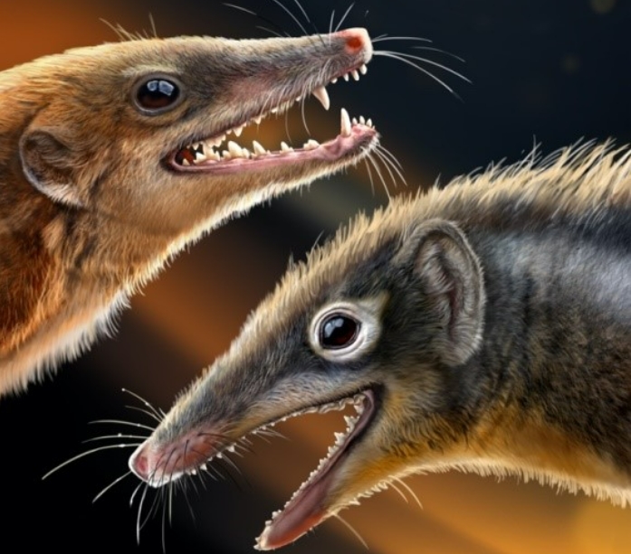 Two Jurassic Mammaliaforms from China Shed Light on Mammalian Evolution