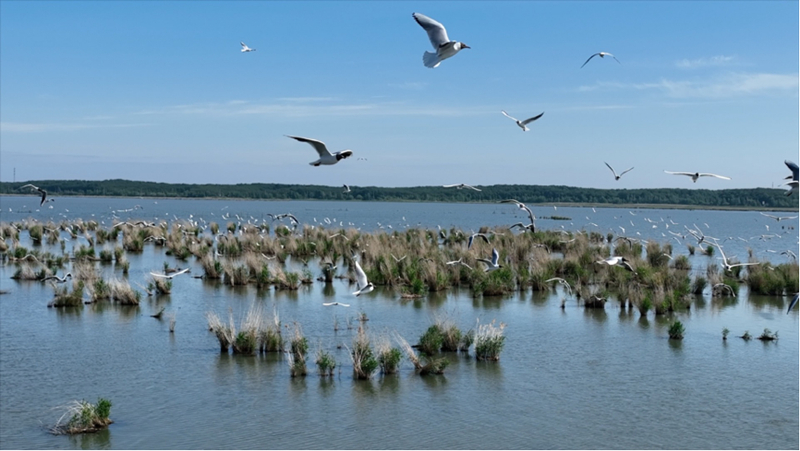 Protecting Ecosystems: UNESCO Forum Wraps up in Heilongjiang's Jixi