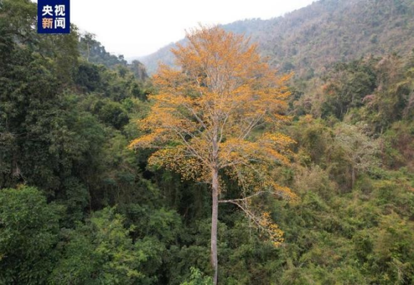 Researchers Discover Exotic, Rare Plant Species