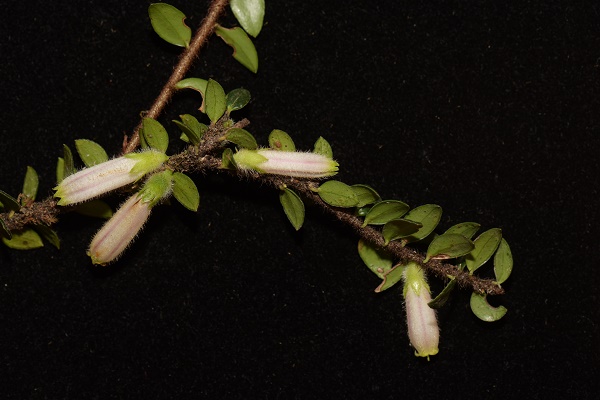 Agapetes lihengiana .jpg