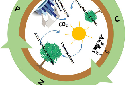 How Will Phosphorus Cycle Influence Carbon Uptake in China?