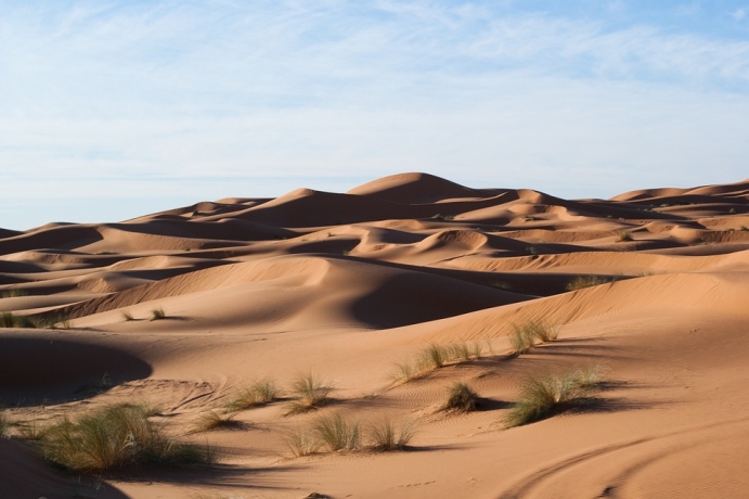 Study Reveals Decoupled Relationship of Water and Carbon Fluxes over Artificial Shrub in Desert
