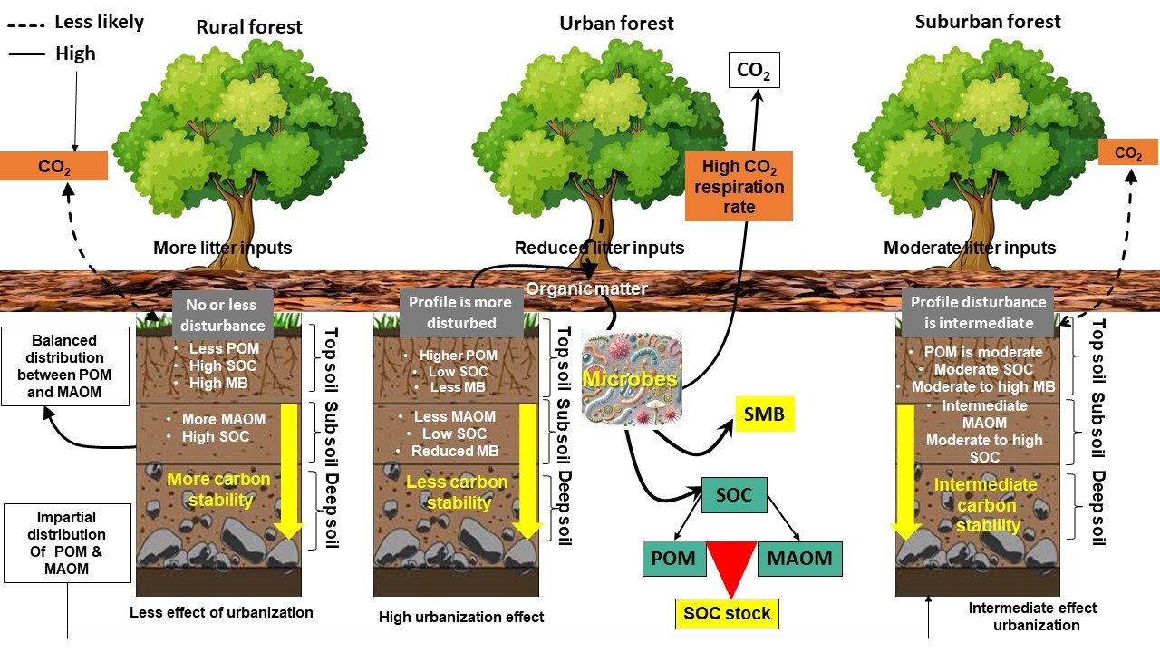 New Study Reveals Urbanization Undermines Soil Carbon Stability in Forest Ecosystems