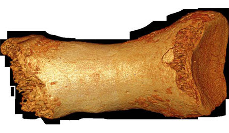 Altai Neanderthal Shows Gene Flow from Early Modern Humans