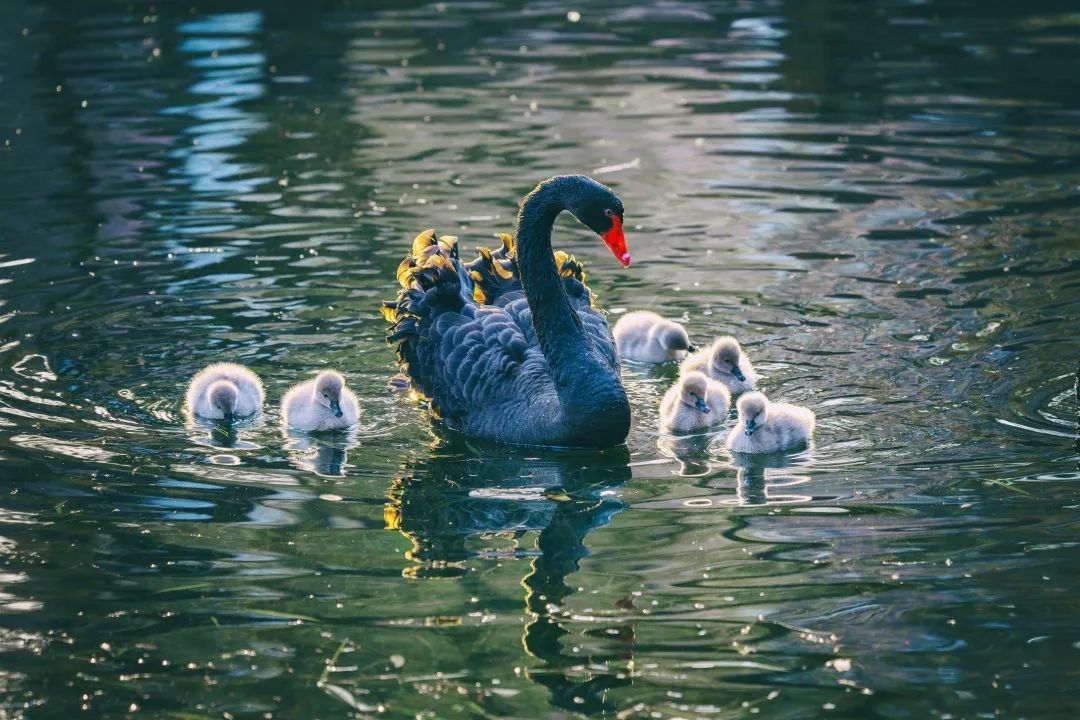 Black Swans in Yexi Lake at University of Science and Technology of China West Campus